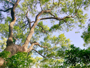 awanita-blog