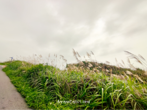 awanita-blog 
