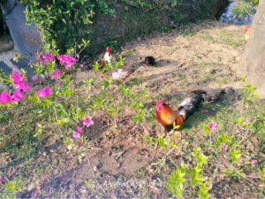 awanita-blog 