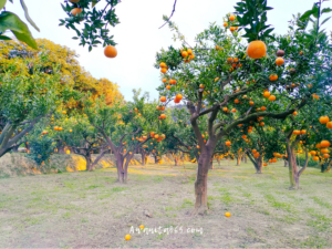 awanita-blog 