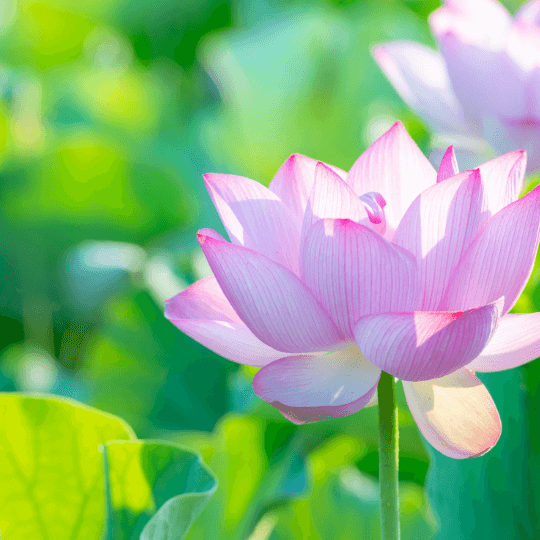 Awanita │瑪哈蓮花療癒