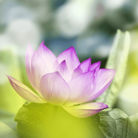 Awanita │瑪哈蓮花療癒