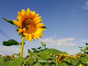 awanita-blog