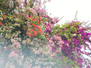 awanita-blog